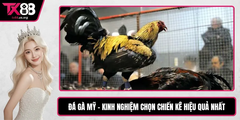 Đá Gà Mỹ - Kinh Nghiệm Chọn Chiến Kê Hiệu Quả Nhất